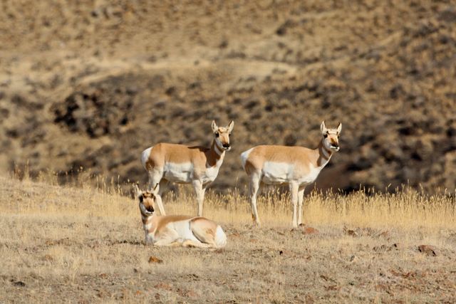 Yellowstone Winter -- Pronghorn Antelopes 