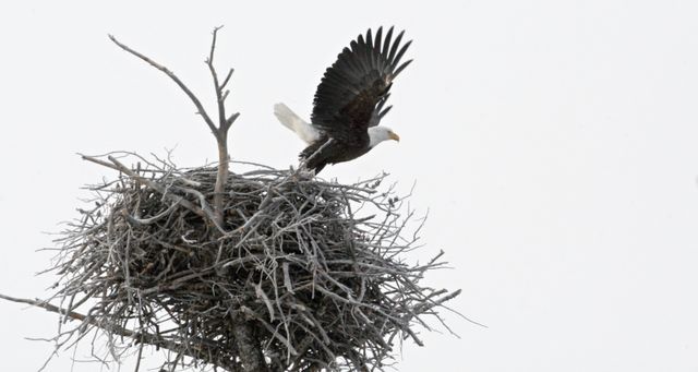 Yellowstone Winter -- American Bald Eagle