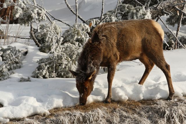 Yellowstone Winter -- Frost on this female elk 
