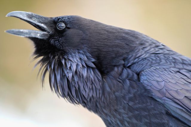 Yellowstone Winter -- Raven