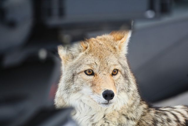 Yellowstone Winter -- Coyote watching the Raven through a Snowmobile 