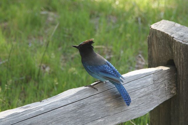Bird on the fence