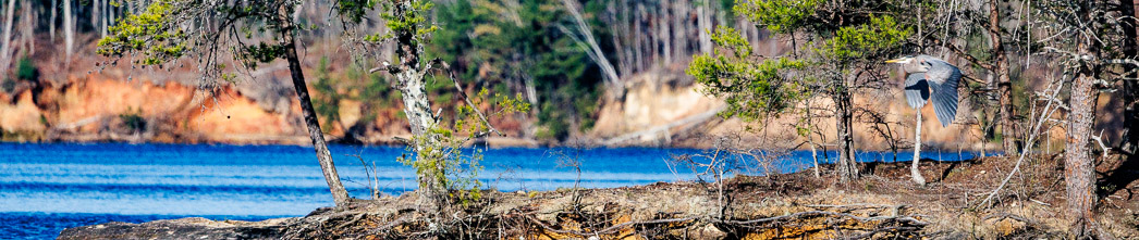 Loom Flying off the Lake