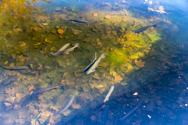 Trout 