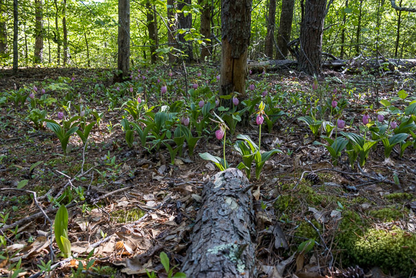Lady Slippers