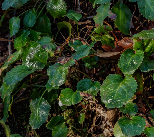 Oconee Bell Leaves