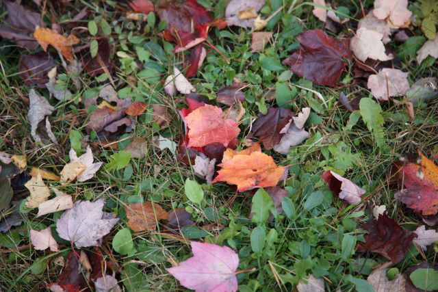 Leaves 