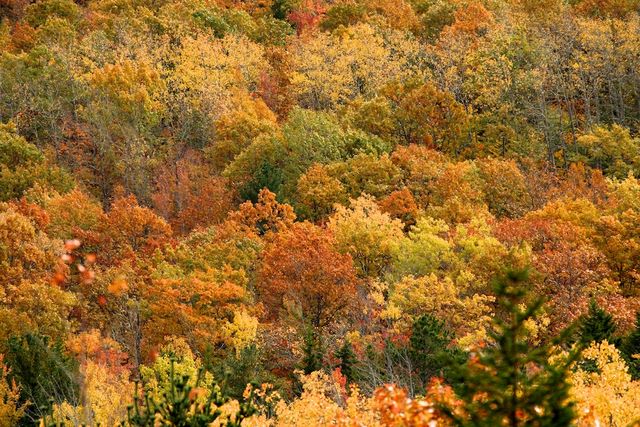 Nature's Paintbrush 