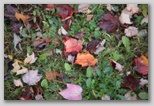 Leaves 