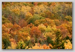 Nature's Paintbrush 