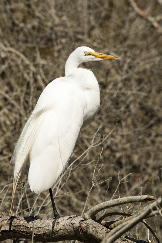 Great Egret 