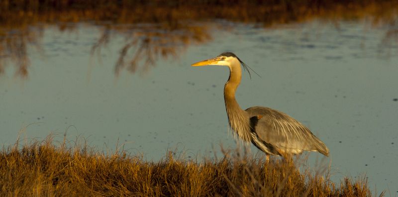 Great Blue Heron 