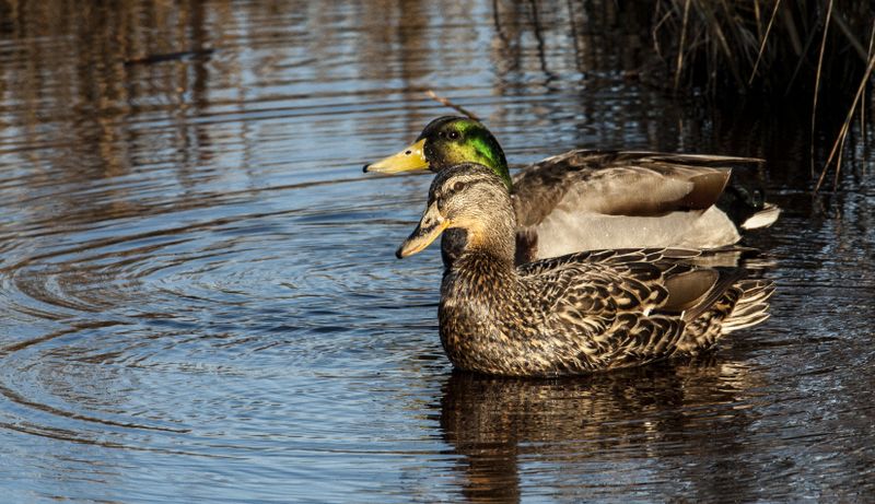 Mallard ducks 