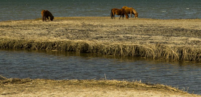 Grazing Wild Horses 