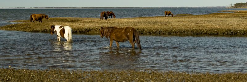 More Island Horses 