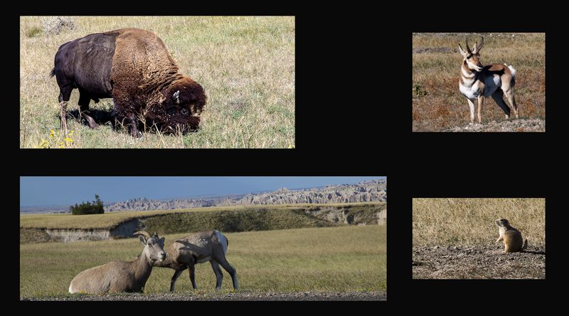 Animals of Badlands