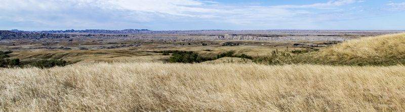 Prairie Grass 