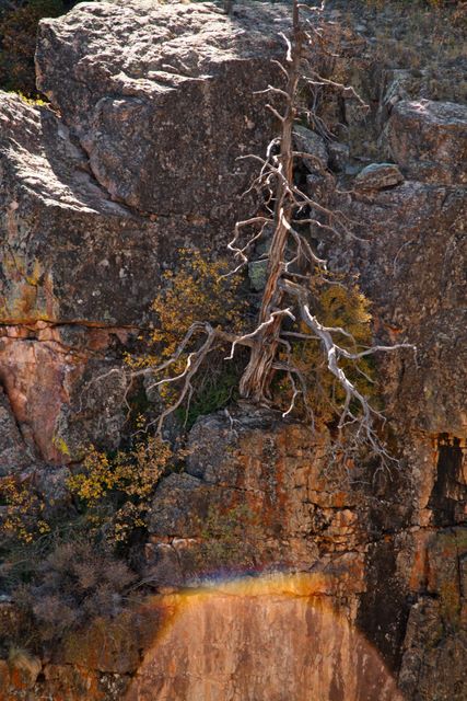 Interesting Dead tree 