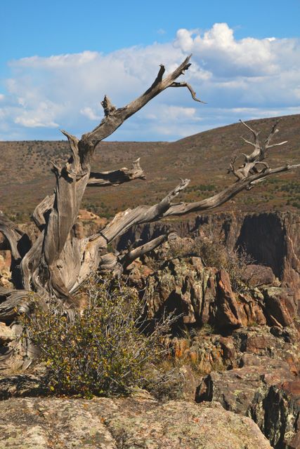 Dead Jupiter tree