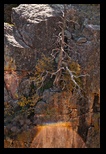 Interesting Dead tree 