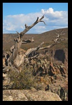 Dead Jupiter tree