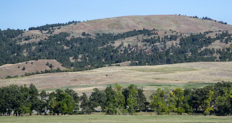 Forest and Pasture within the NF 