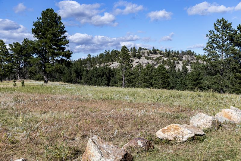 Black Hills National Forest (NF) 