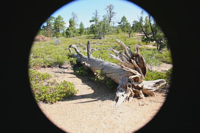 Bryce NP -- Very Old Log