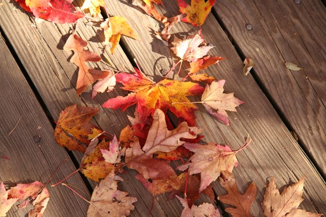 Fall Colors on walkway