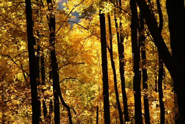 Fall Colors