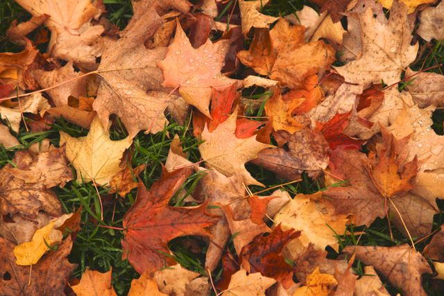 Fallen Leaves 