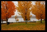 Fall Colors 