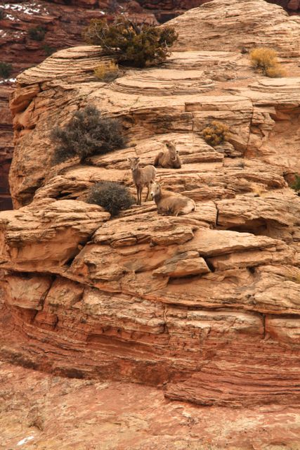 Canyonlands -- Mountain Goats 
