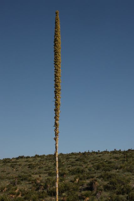 A Sotol Plant 