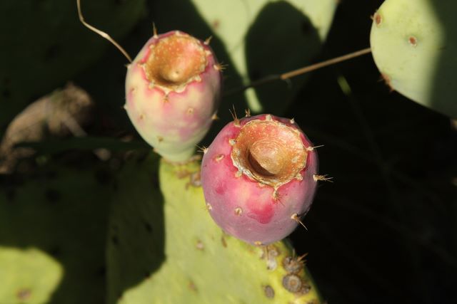 Flowers of a Prickly Pear cactus 