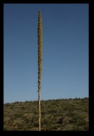 A Sotol Plant 