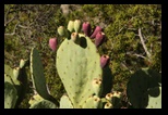 Prickly Pear Cactus 