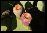 Flowers of a Prickly Pear cactus 