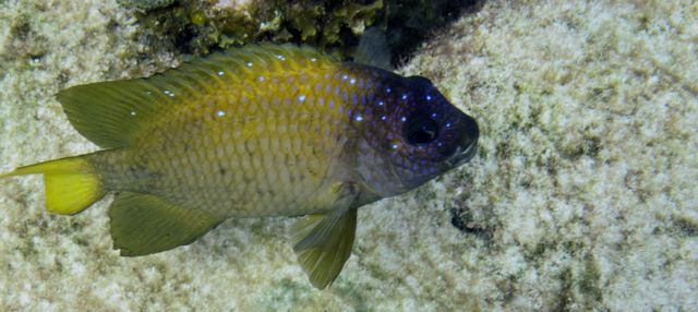 Cayman Diving -- Spotted Coral Fish