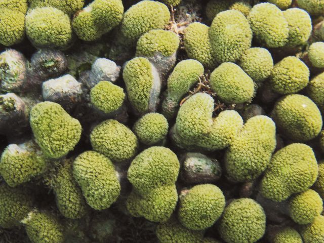 Cayman Diving -- Coral Head Close up 