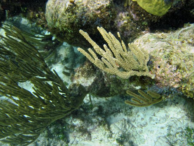 Cayman Diving -- Coral reef plant life
