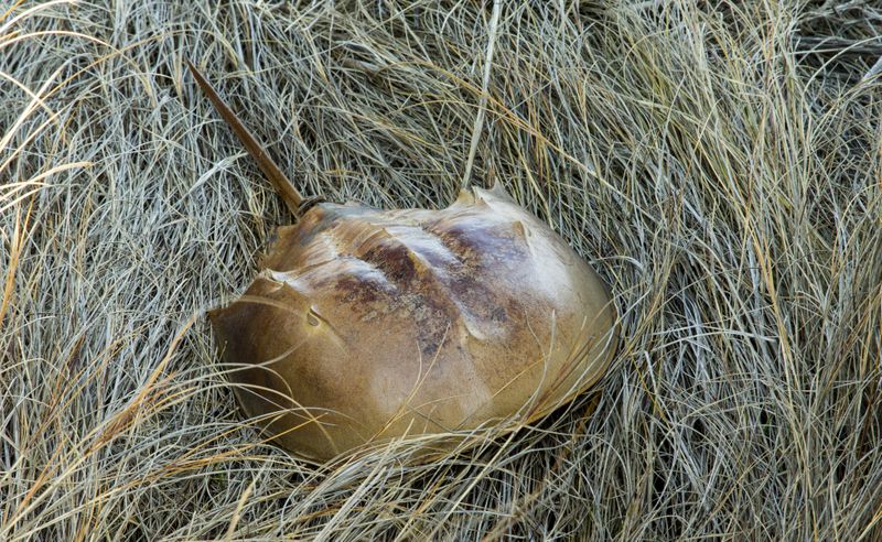 Horseshoe Crap Shell
