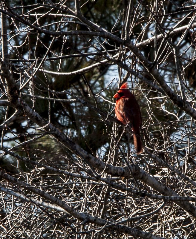Red bird 
