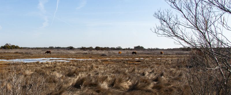 Grazing wild ponies 