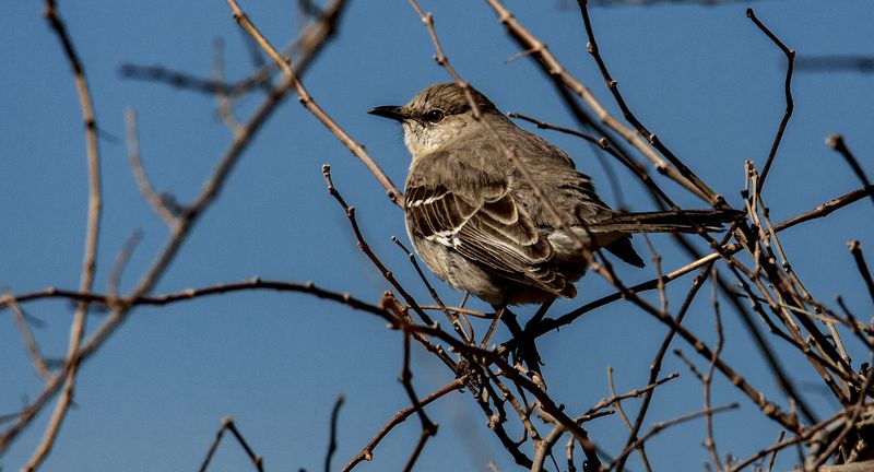 Bird in a bush 