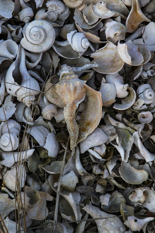 Seashells 