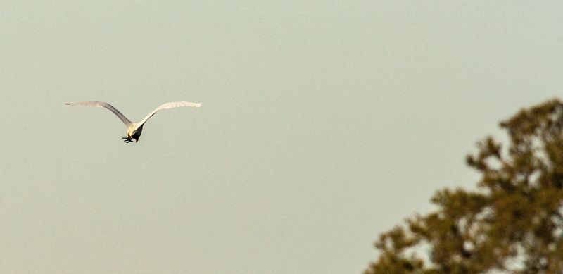 Great Egret 