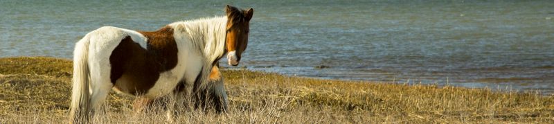 Wild Horses in Chincoteague National Wildlife Refuge 