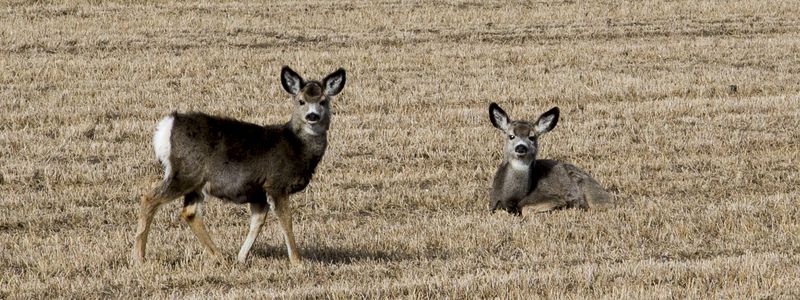 Baby Mule Deer 