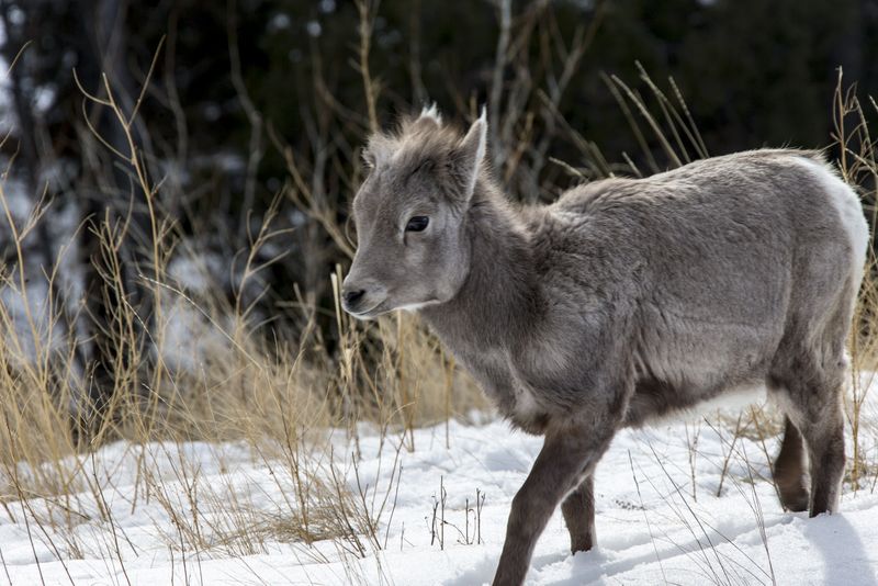 Big Horn Lamb 